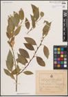 Foto von Salix excelsa var. rodinii A. K. Skvortsov